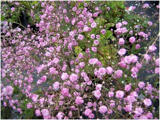 Gypsophila: Wachstum von Samen, Blumenpflege 04