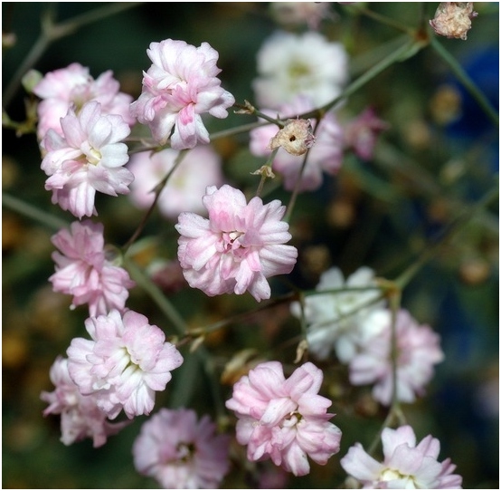 Gypsophila: Wachstum von Samen, Blumenpflege 05