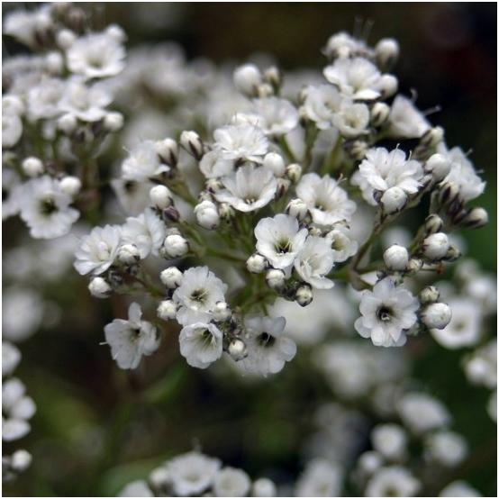 Gypsophila: Wachstum von Samen, Blumenpflege 06