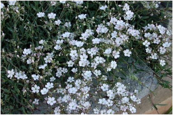 Gypsophila: Wachstum von Samen, Blumenpflege 07