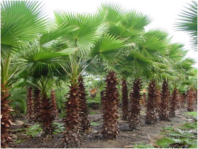 Dekorative Anlage - Washingtonia 01