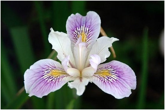 Iris: Landung, Transplantieren und wachsende Garten-Iris 01