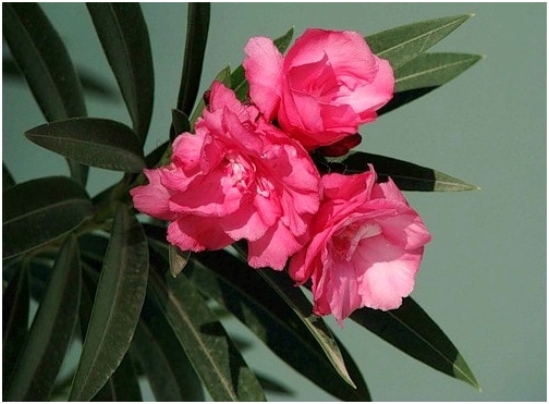 Oleander. Heimpflege 02