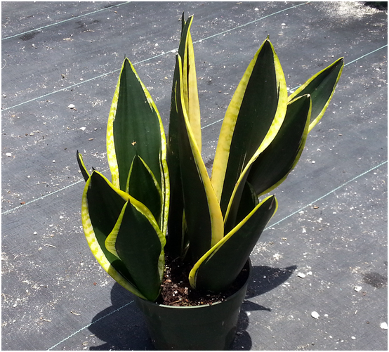 Tech-Blumensprache (Sansevieria): Reproduktion und Pflege zu Hause 01