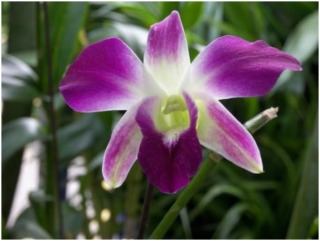 DENDROBIUM: Home Care 02