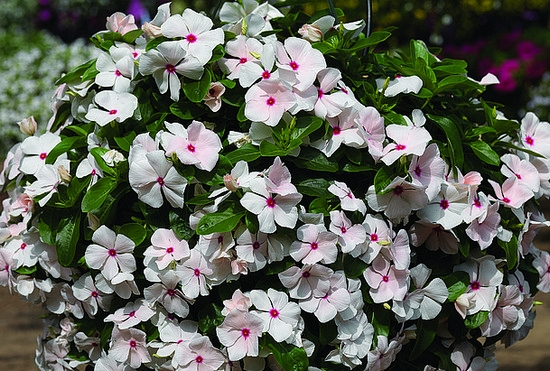 Catarantus Ampel: Wachstum von Samen und Pflanzeneigenschaften 02