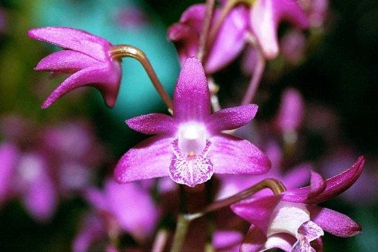 DENDROBIUM: Home Care 03