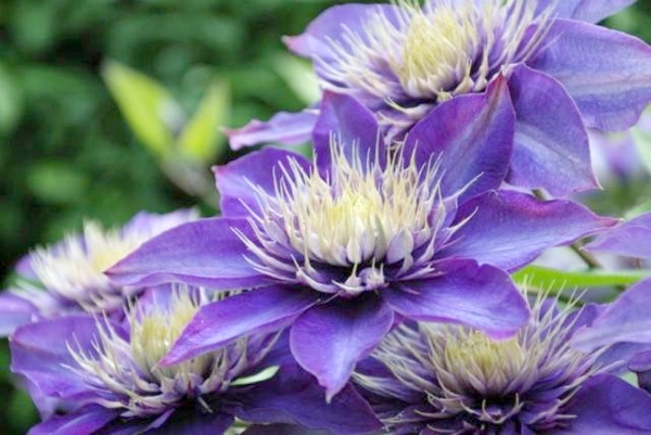 Clematis: Gartenklasse. Pflege für Hybrid und große Clematis 01