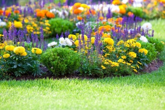 Blumenbeet von kontinuierlichen blühenden Stauden für Anfänger - Tipps, Schemata 01