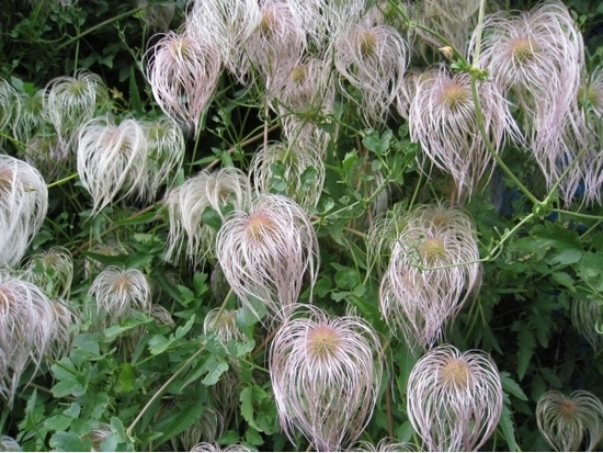 Clematis Tangichtsky: Wachstum von Samen, Pflanzen 03