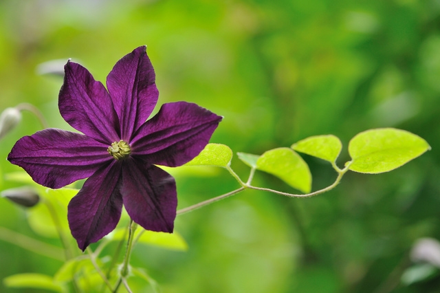 Clematis: Landung, Pflege und Reproduktion 02