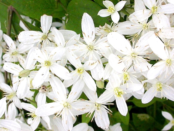 Clematis: Gartenklasse. Pflege für Hybrid und große Clematis 02