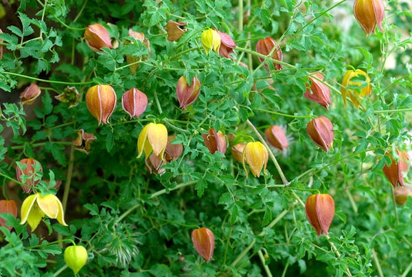 Clematis: Gartenklasse. Pflege für Hybrid und große Clematis 03