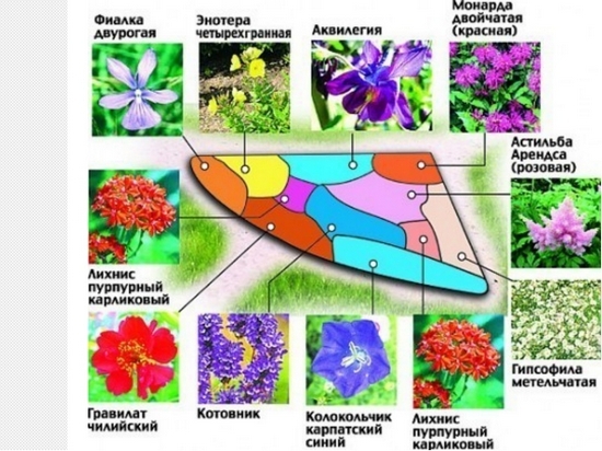 Blumenbeet von kontinuierlichen blühenden Stauden für Anfänger - Tipps, Schemata 07