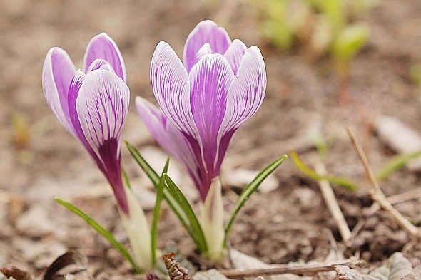 Wann und wie man Krokus anpflanzen? 03