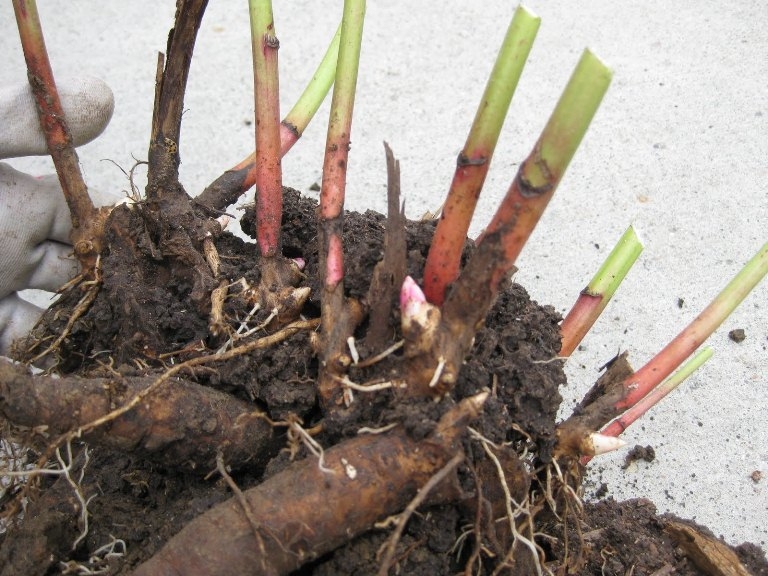 Wenn Sie Pfingstrosen transplantieren können? 02