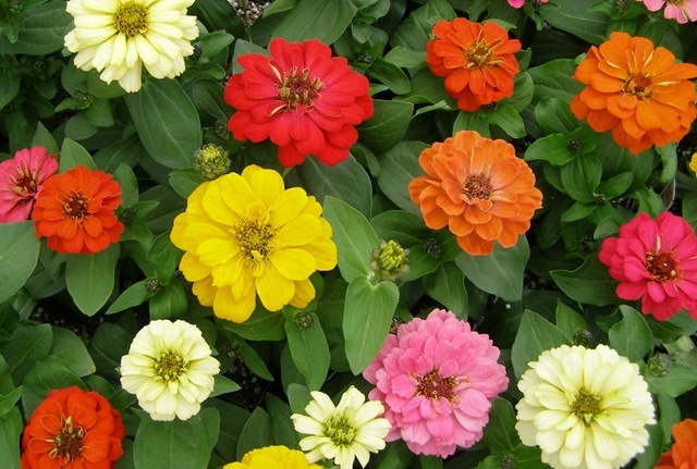 Wann zum Pflanzen von Zinnia an Setzlinge? Wie man gesunde Zinnia wächst: die Hauptfaktoren 01