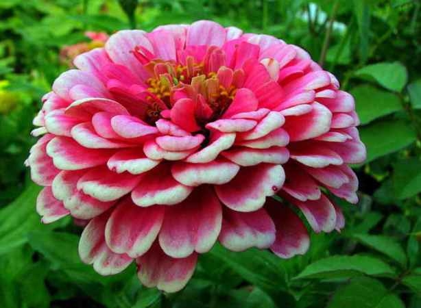 Wann zum Pflanzen von Zinnia an Setzlinge? Wie man gesunde Zinnia wächst: die Hauptfaktoren 02