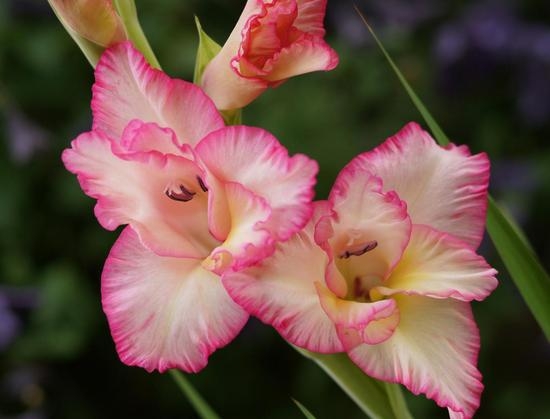 Wann und wie man die Zwiebeln von Gladiolus im Herbst im Winter graben kann? 01