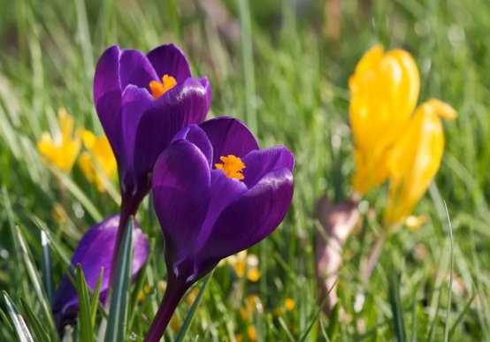 Krokusse: Landung und Pflege zu Hause 01