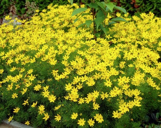 Koreopsis mehrjährig: Landung und Pflege. Koreopsis große blühende, heimliche und andere Pflanzenarten 01