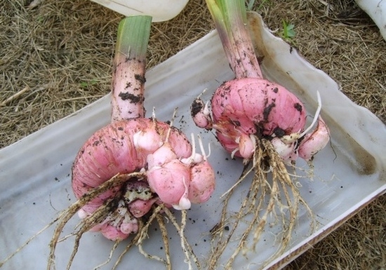 Wann und wie man die Zwiebeln von Gladiolus im Herbst im Winter graben kann? 02