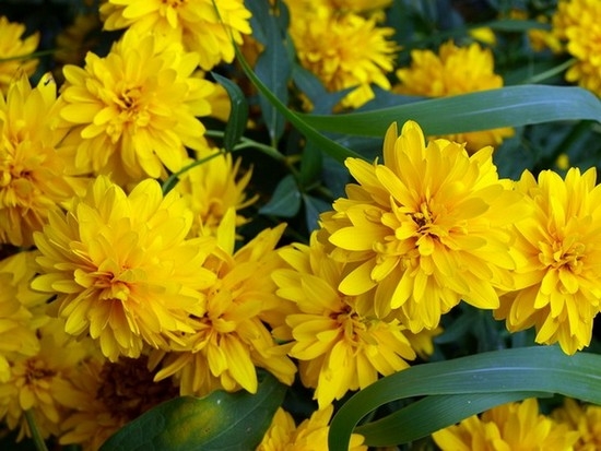 Koreopsis mehrjährig: Landung und Pflege. Koreopsis große blühende, heimliche und andere Pflanzenarten 02