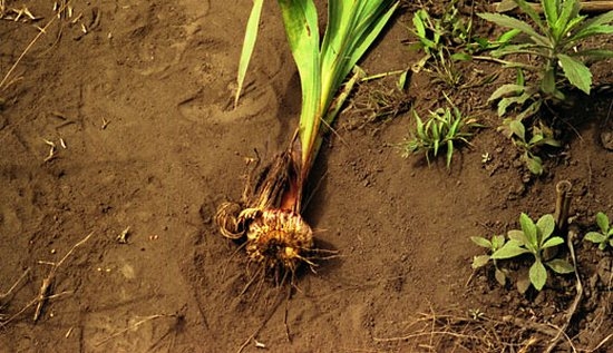 Wann und wie man die Zwiebeln von Gladiolus im Herbst im Winter graben kann? 03