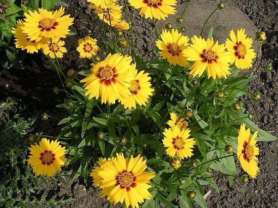 Koreopsis mehrjährig: Landung und Pflege. Koreopsis große blühende, heimliche und andere Pflanzenarten 03