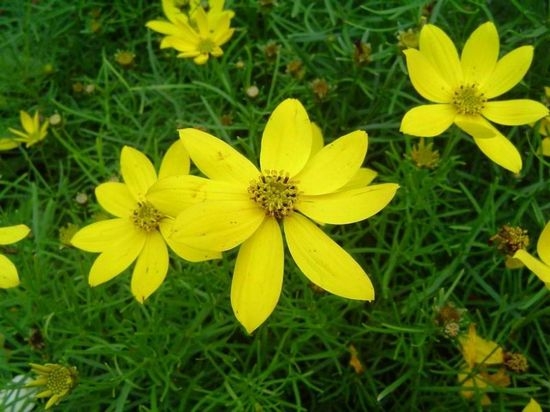 Koreopsis mehrjährig: Landung und Pflege. Koreopsis große blühende, heimliche und andere Pflanzenarten 05