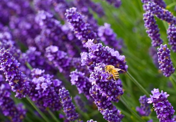 Lavendel: Wachstum und Pflege 01