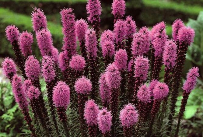 Liatris: Landung und Pflege. Beschreibung der gängigen Arten von LiatRIX 01