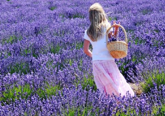 Lavendel: Wachstum und Pflege 04