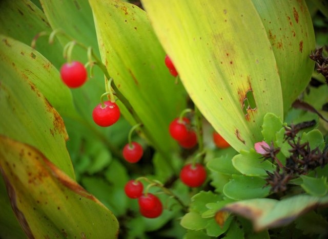 Lilien: Landung und Pflege. Wie man das Tal transplantiert und ihr wachsendes zurückhält? 04