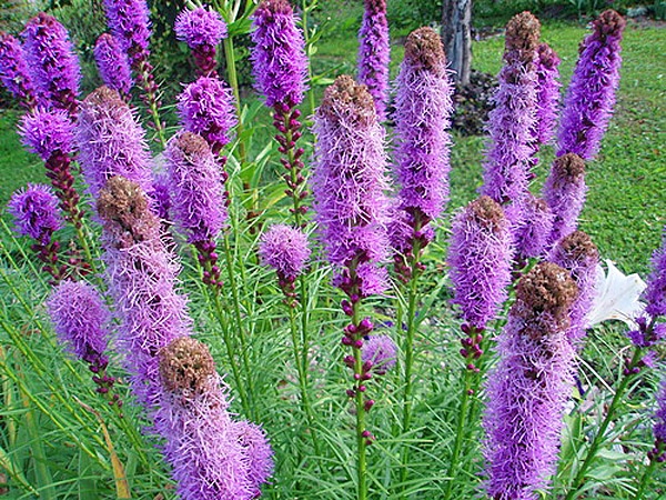 Liatris: Landung und Pflege. Beschreibung der gängigen Arten von LiatRIX 03