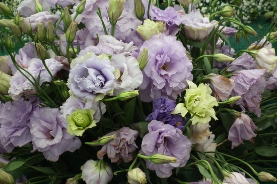 Lisianthus: Wachsen von Samen zu Hause, Pflanzen und Pflege 01