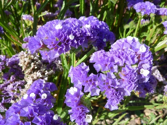 Limonium: Anbau von Samen und Pflanzen 01