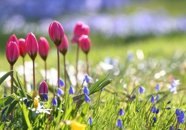 Bulk Blumen für Garten. Auswahl von Sorten und Pflege 01