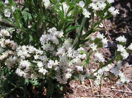 Limonium: Anbau von Samen und Pflanzen 03