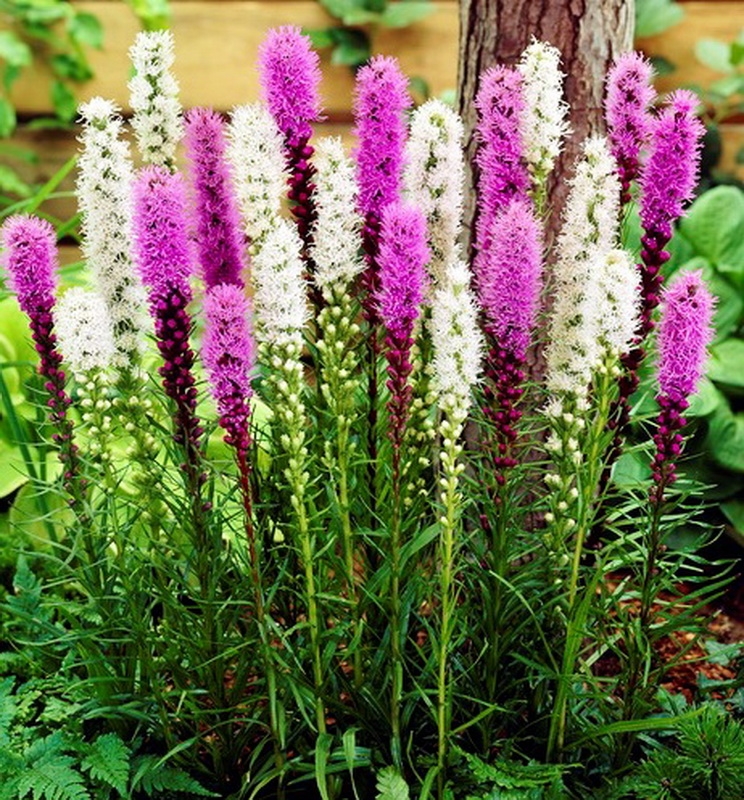 Liatris: Landung und Pflege. Beschreibung der gängigen Arten von LiatRIX 05