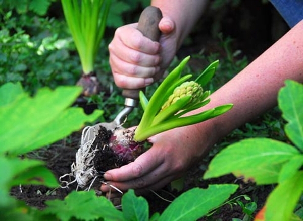 Bulk Blumen für Garten. Auswahl von Sorten und Pflege 02