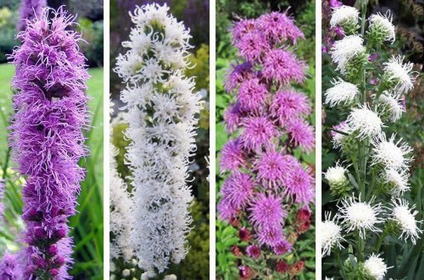 Liatris: Landung und Pflege. Beschreibung der gängigen Arten von LiatRIX 06