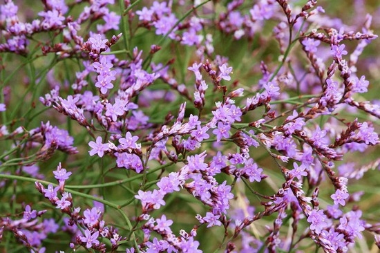 Limonium: Anbau von Samen und Pflanzen 05