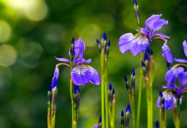 Bulk Blumen für Garten. Auswahl von Sorten und Pflege 03