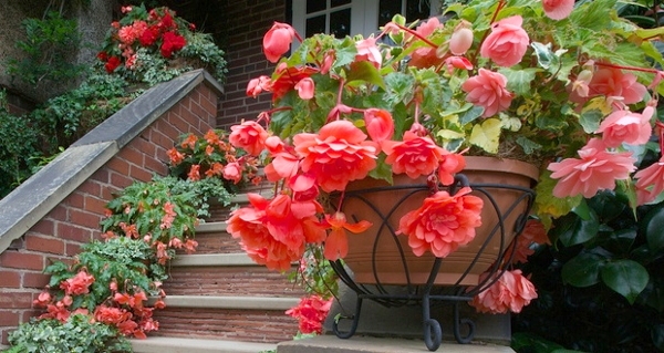 Bulk Blumen für Garten. Auswahl von Sorten und Pflege 04