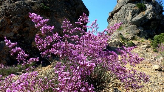 Limonium: Anbau von Samen und Pflanzen 06