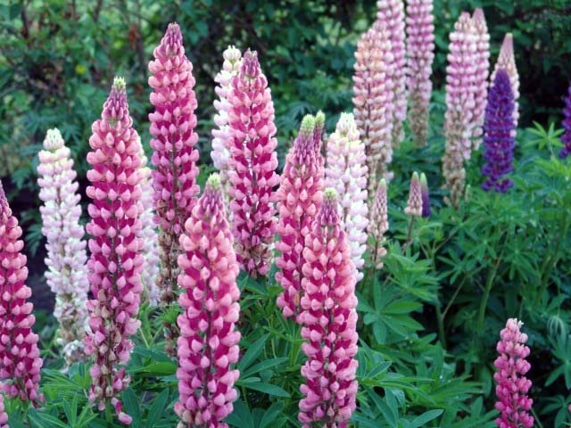 Lupins: Landung und Pflege. Merkmale wachsende Lupins aus Samen 01