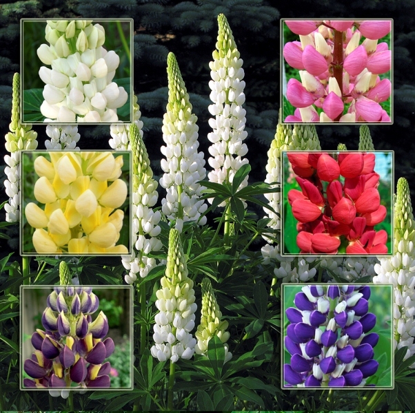 Lupins: Landung und Pflege. Merkmale wachsende Lupins aus Samen 02