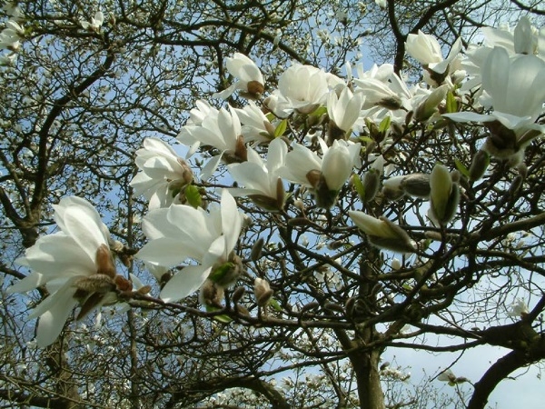 Magnolia: Pflege und Landung. Wie man Magnolia auf der mittleren Spur anbauen kann? 02