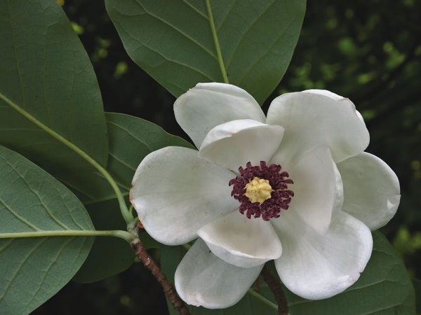 Magnolia: Pflege und Landung. Wie man Magnolia auf der mittleren Spur anbauen kann? 03